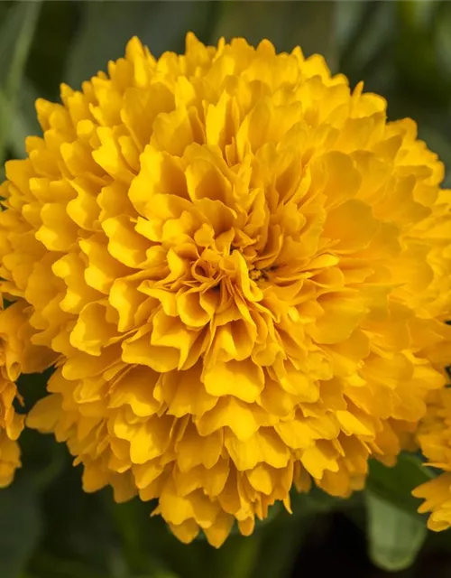 Coreopsis grandiflora, gelb gefüllt