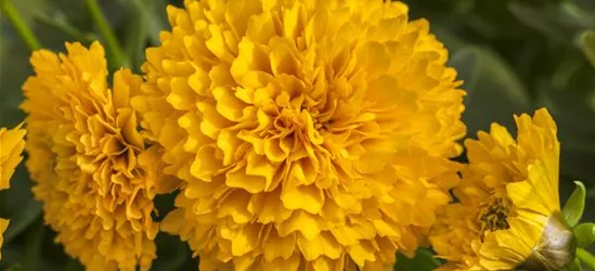 Coreopsis grandiflora, gelb gefüllt