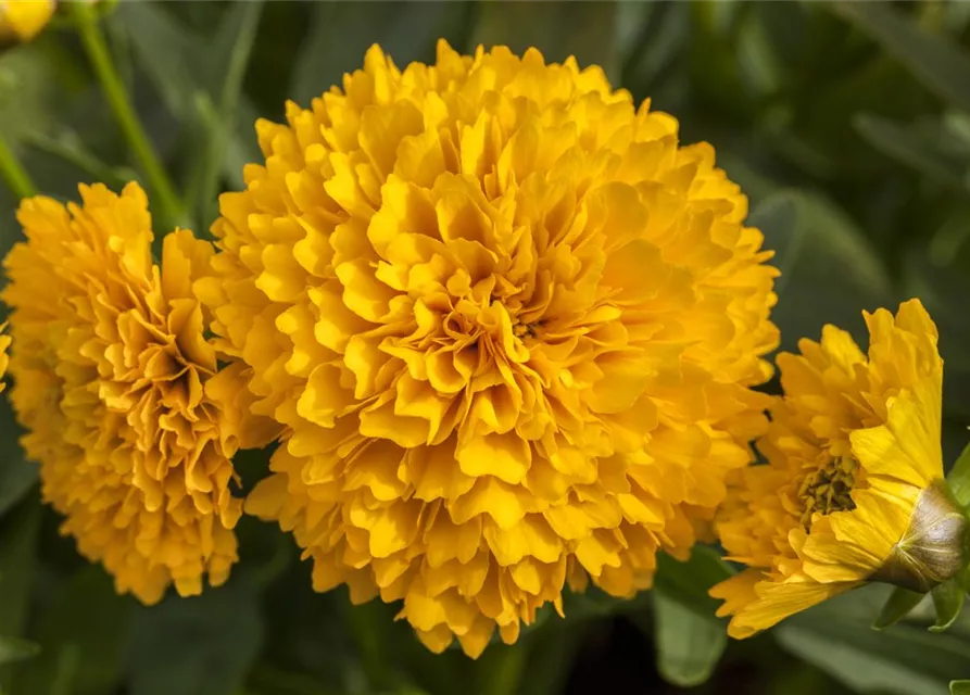 Coreopsis grandiflora, gelb gefüllt