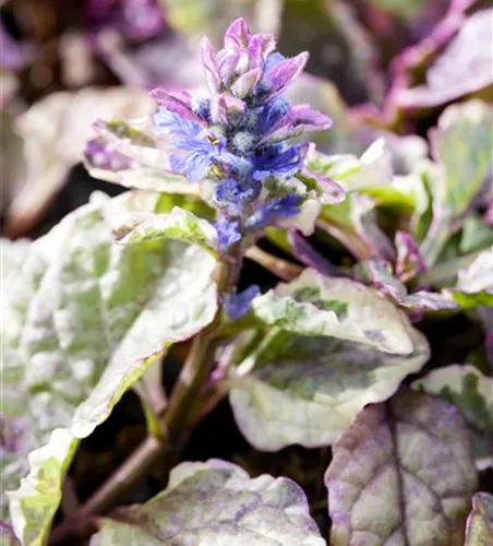 Ajuga 'Burgundy Glow'