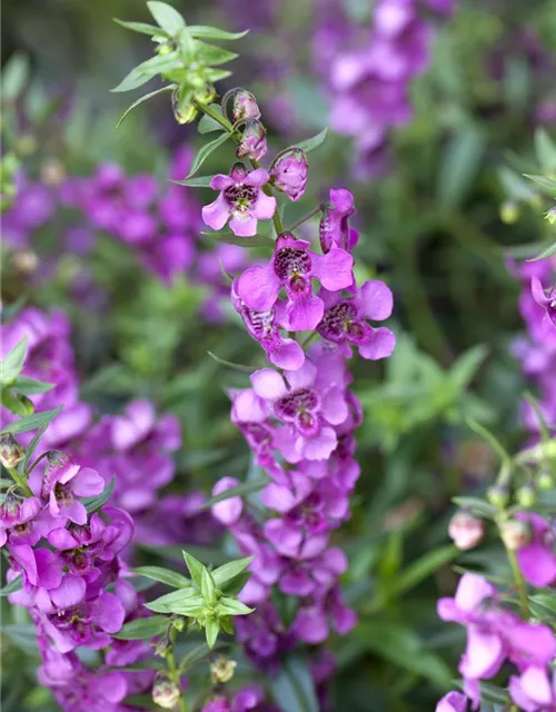 Angelonia angustifola, pink