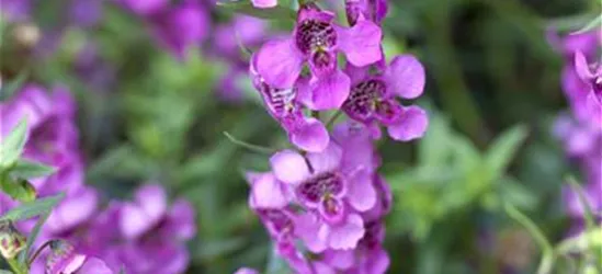 Angelonia angustifola, pink