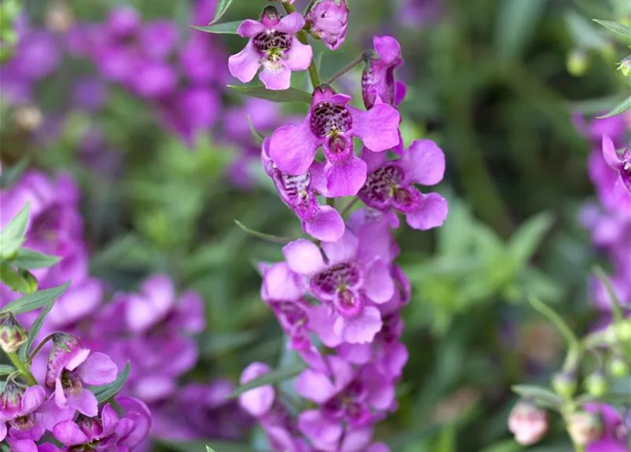 Angelonia angustifola, pink