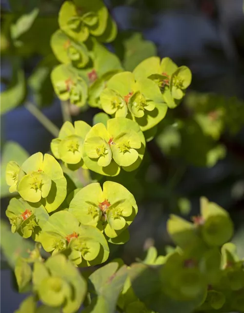 Euphorbia x martinii 'Athene'