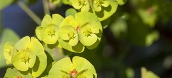 Euphorbia x martinii 'Athene'