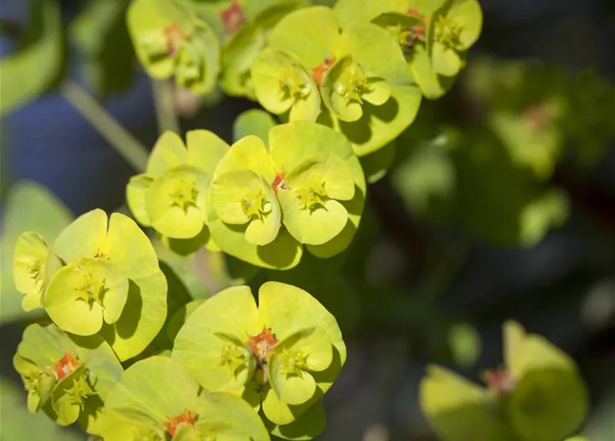 Euphorbia x martinii 'Athene'