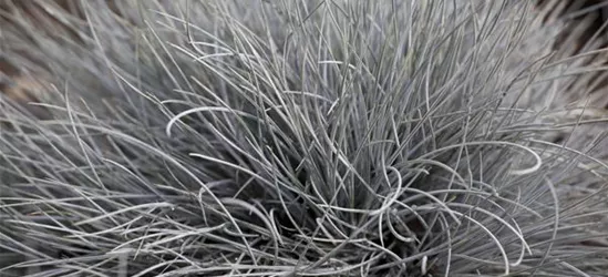 Festuca glauca 'Eisvogel'