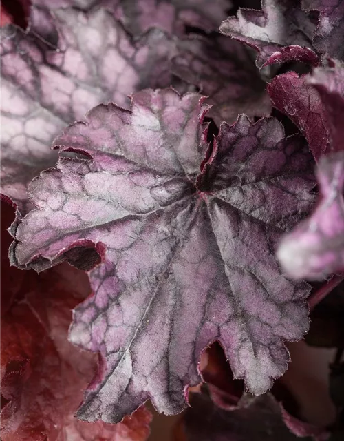 Heuchera 'Milan'