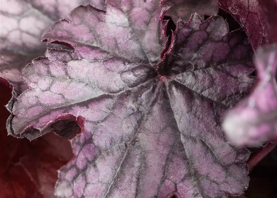 Heuchera 'Milan'