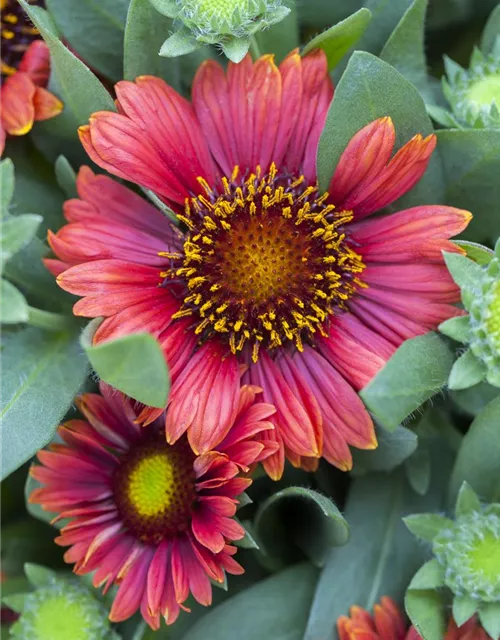 Gaillardia x grandiflor, rot