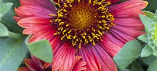 Gaillardia x grandiflor, rot