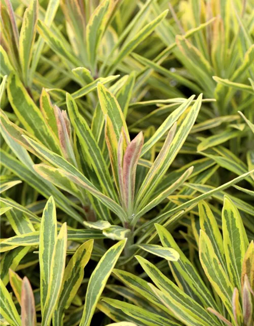 Euphorbia polychroma 'Ascot Rainbow'