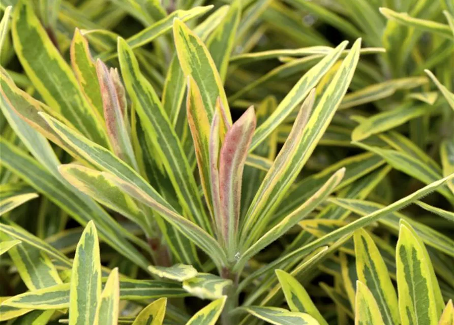 Euphorbia polychroma 'Ascot Rainbow'