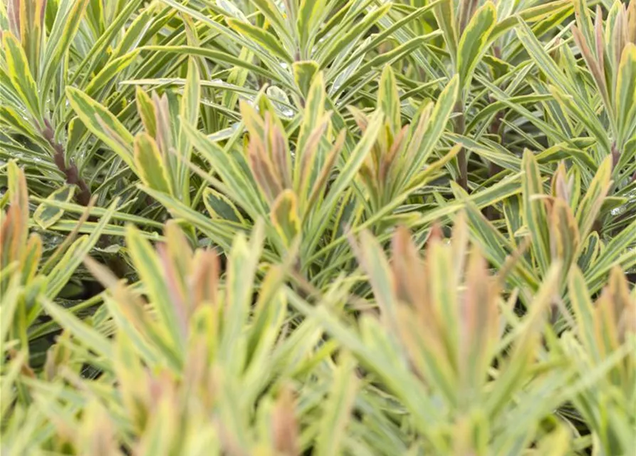 Euphorbia polychroma 'Ascot Rainbow'