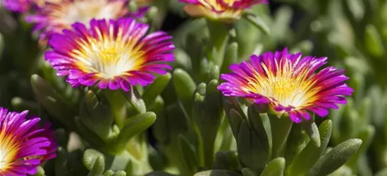 Mittagsblume Wheels of Wonder® 'Purple Wonder'