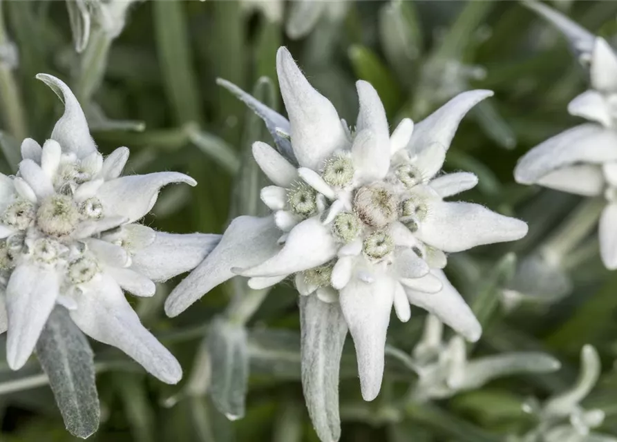 Garten Edelweiß 'Matterhorn'