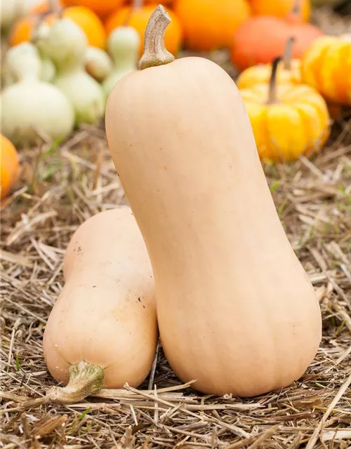 Moschus-Kürbis 'Butternut'