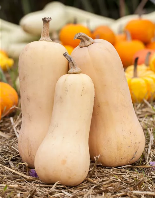 Moschus-Kürbis 'Butternut'