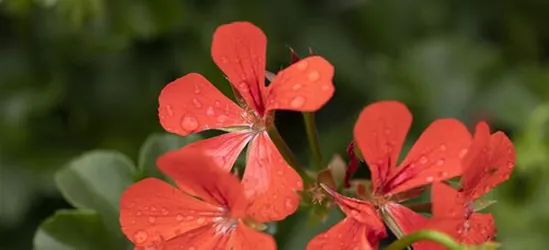 Hängegeranie 'Royal® Single Orange'