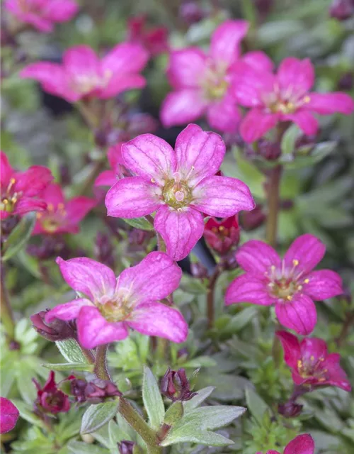 Garten-Moos-Steinbrech 'Peter Pan'