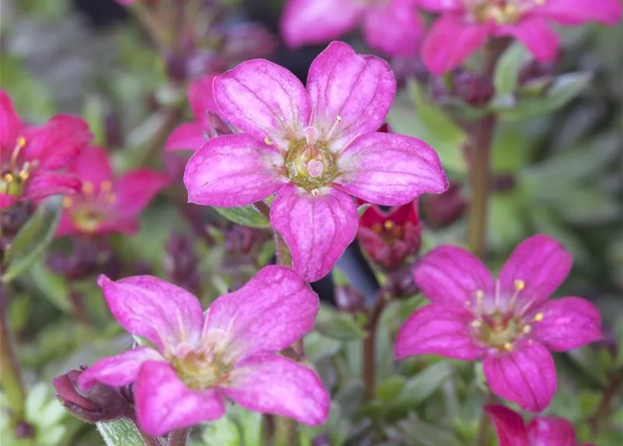 Garten-Moos-Steinbrech 'Peter Pan'