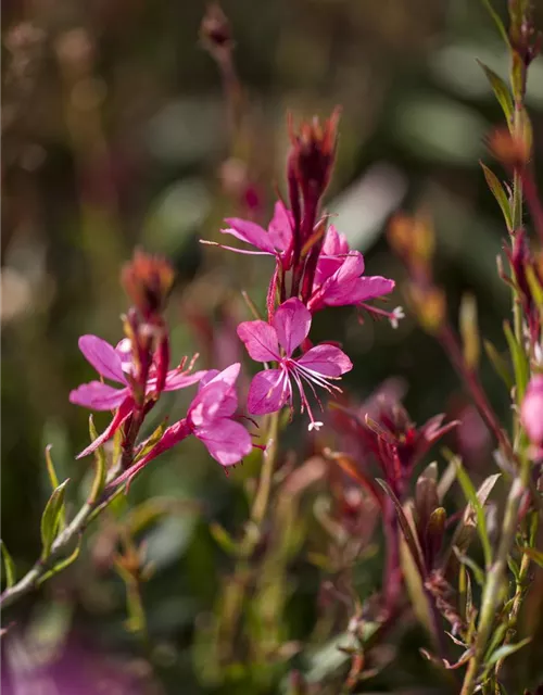 Gaura lindheimeri, pink