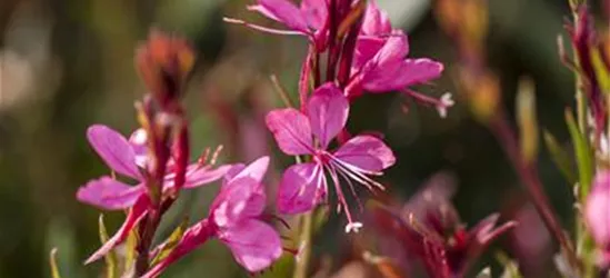 Gaura lindheimeri, pink