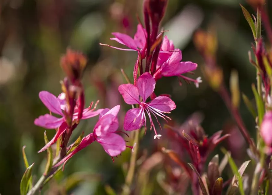 Gaura lindheimeri, pink