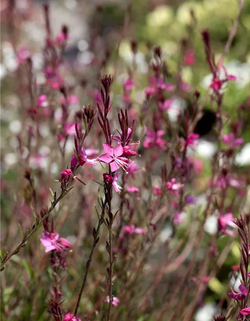 Gaura lindheimeri, pink