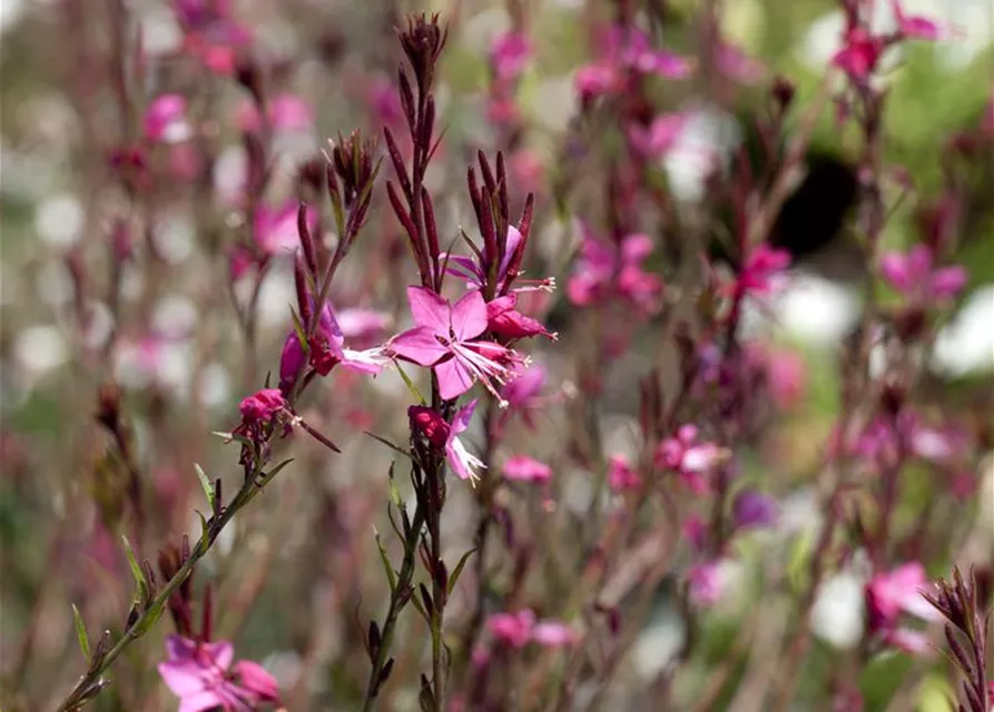 Gaura lindheimeri, pink