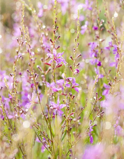 Gaura lindheimeri, pink