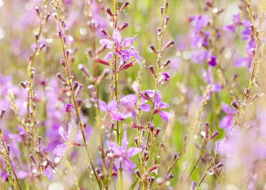 Gaura lindheimeri, pink