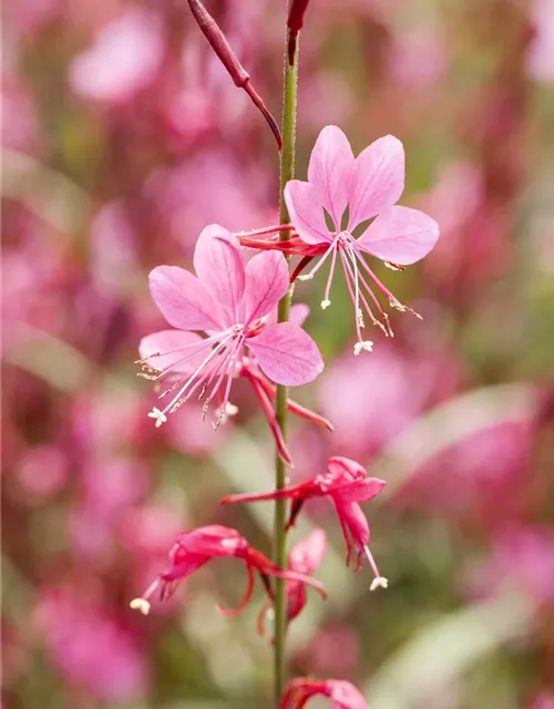 Gaura lindheimeri, rosa