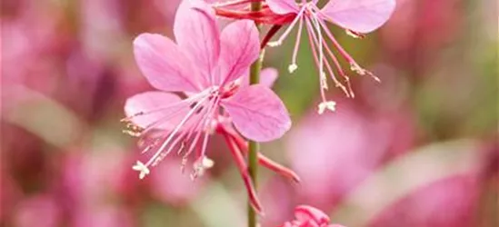 Gaura lindheimeri, rosa