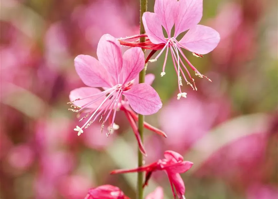 Gaura lindheimeri, rosa