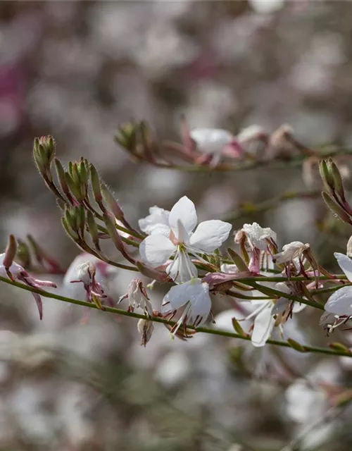 Gaura lindheimeri, weiß