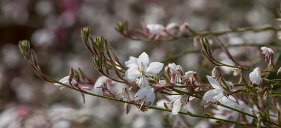 Gaura lindheimeri, weiß