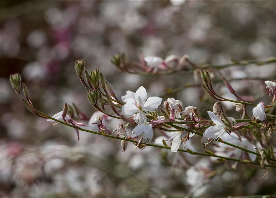 Gaura lindheimeri, weiß