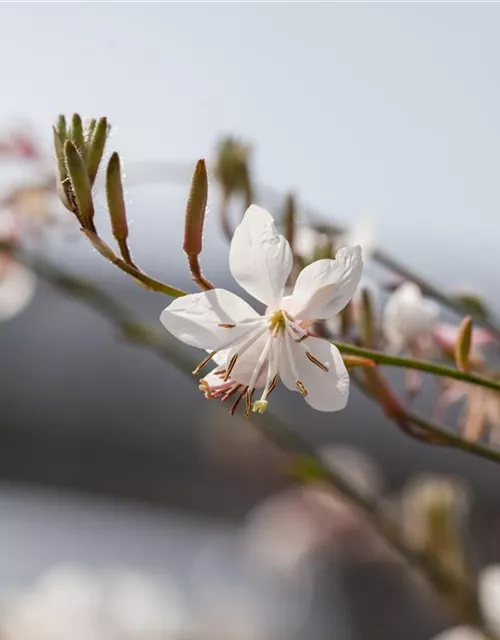 Gaura lindheimeri, weiß