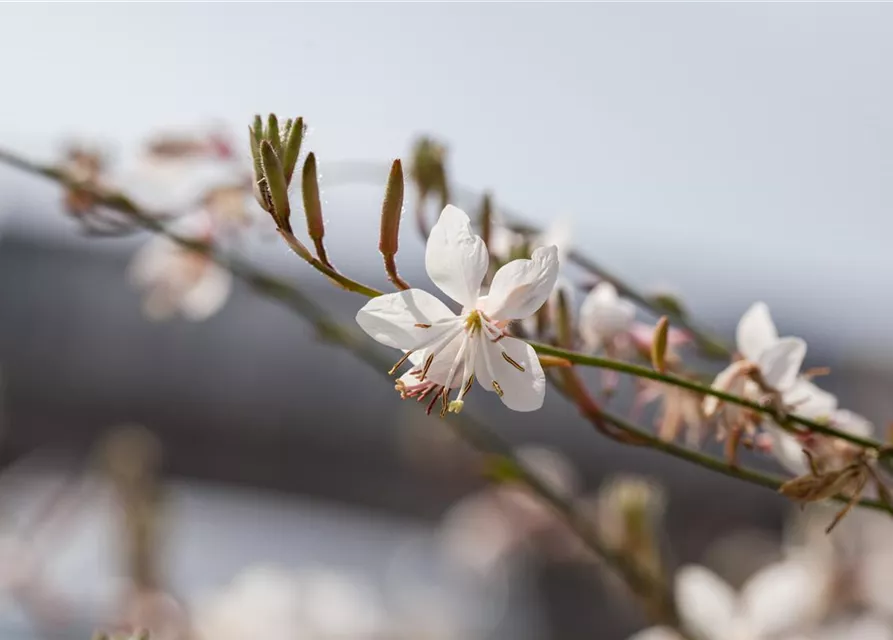 Gaura lindheimeri, weiß