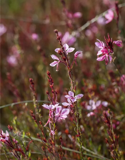 Gaura lindheimeri, rosa