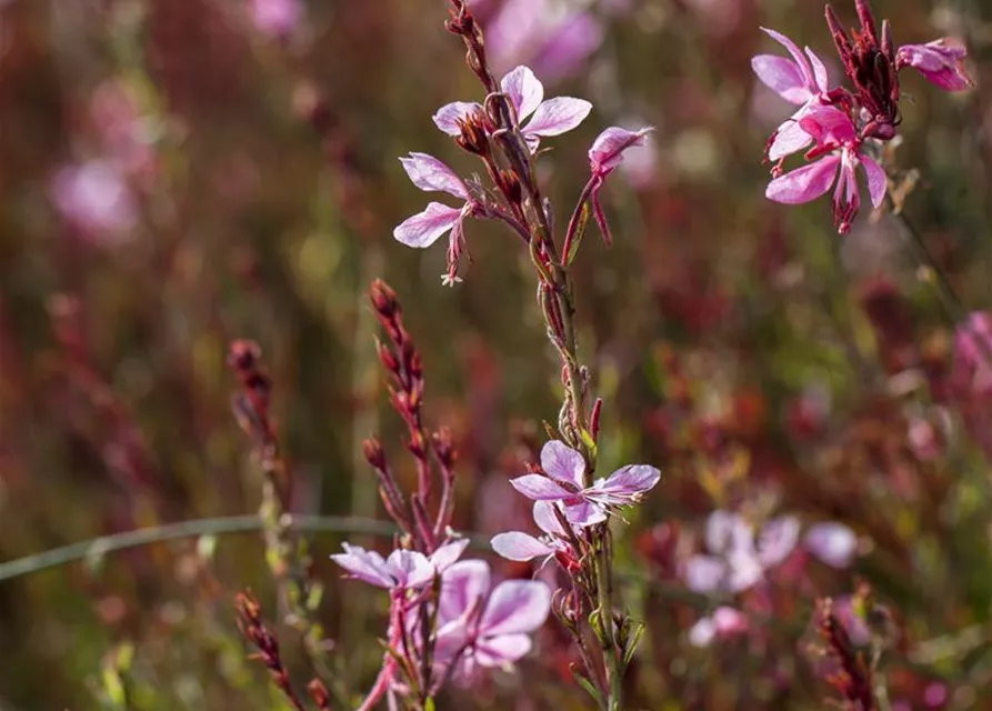 Gaura lindheimeri, rosa