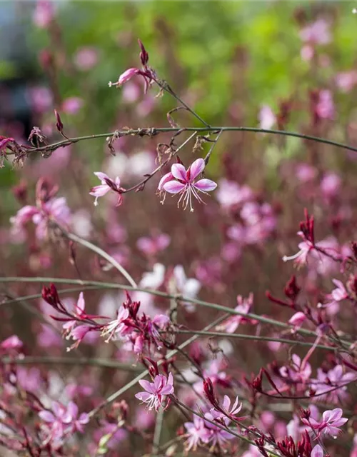 Gaura lindheimeri, rosa