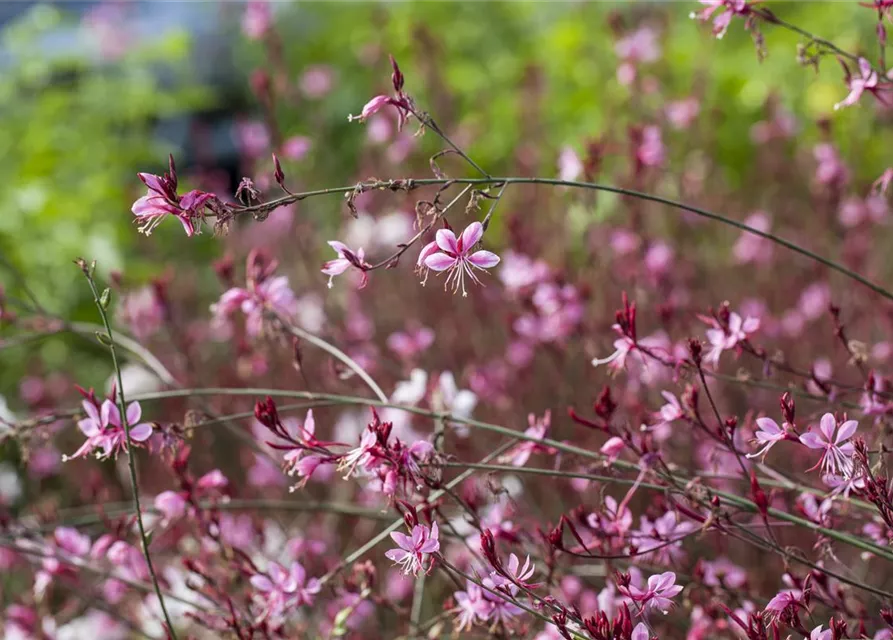 Gaura lindheimeri, rosa