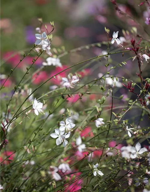 Gaura lindheimeri, rosa