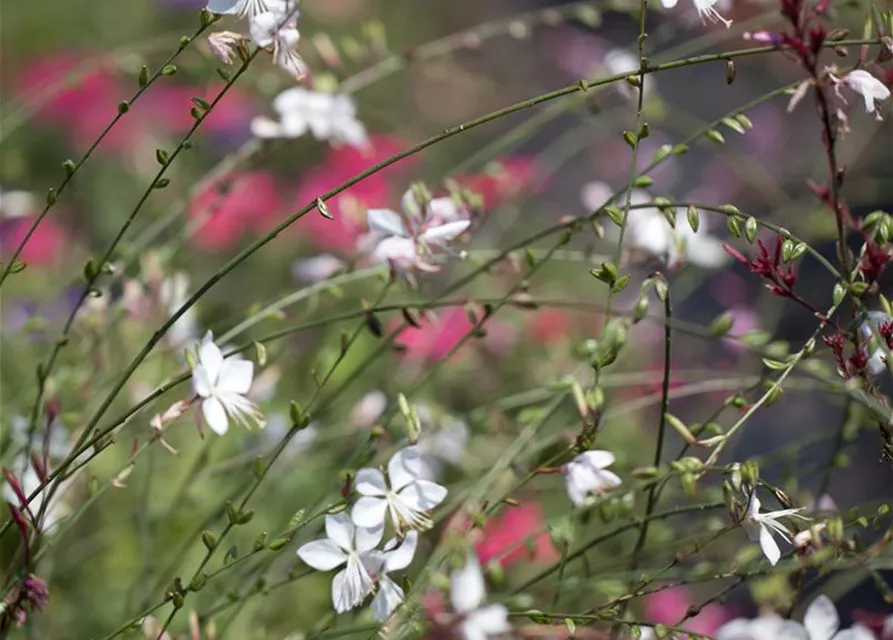 Gaura lindheimeri, rosa