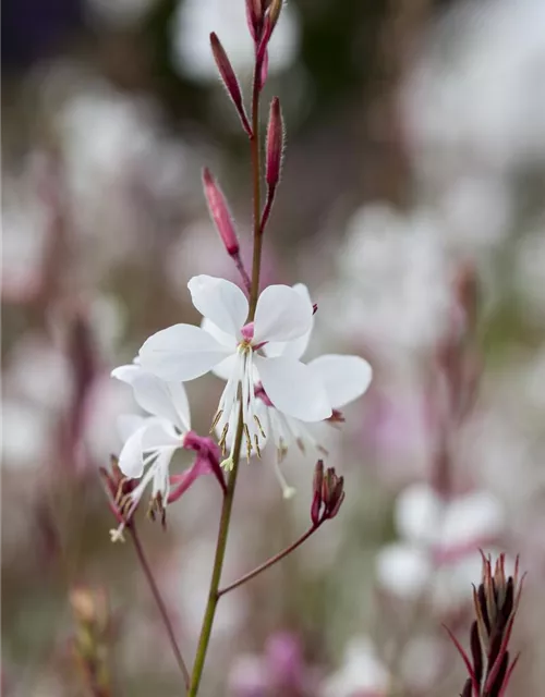 Gaura lindheimeri, rosa