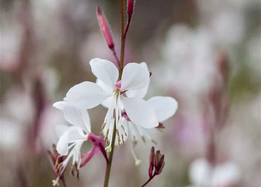 Gaura lindheimeri, rosa