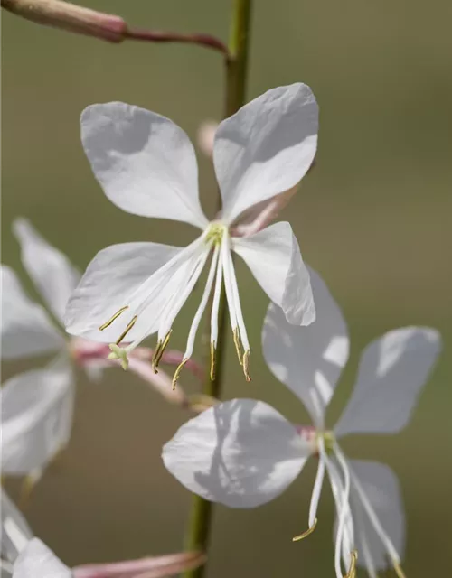 Gaura lindheimeri, weiß