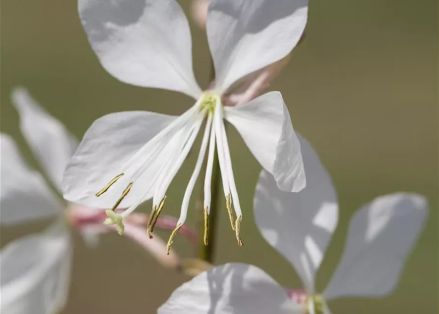 Gaura lindheimeri, weiß